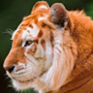 Meet your Posher, Alivia